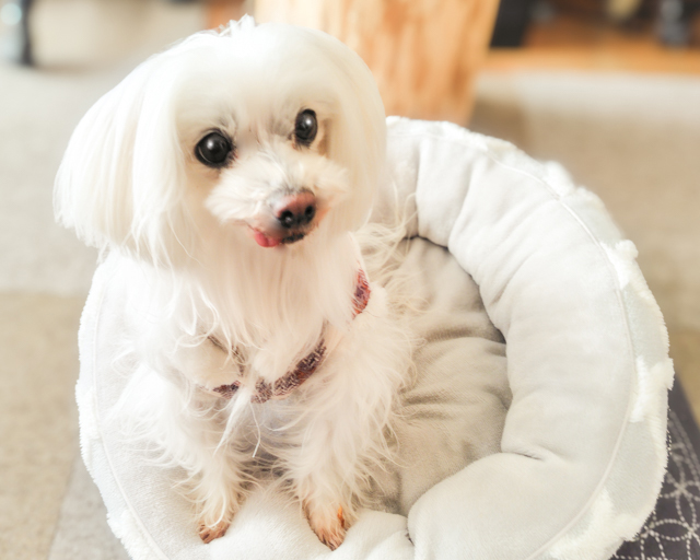 彫金体験 指輪制作 ハンドメイド体験 堺市 南大阪 大人の趣味 ものづくり