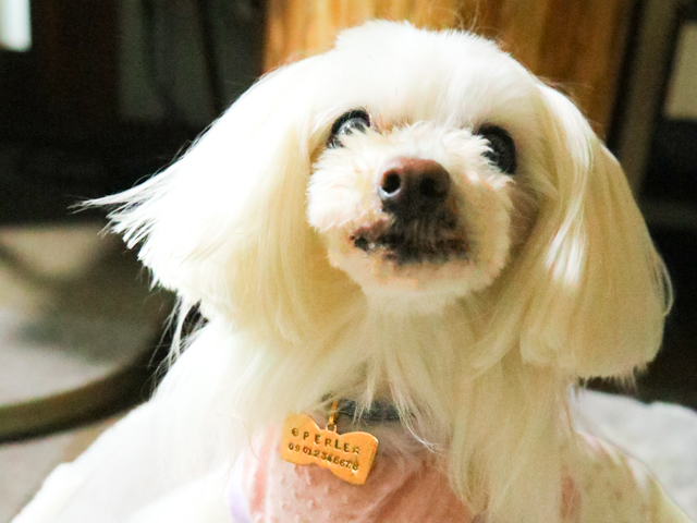 彫金体験 迷子札制作 犬グッズ ハンドメイド体験 堺市 南大阪 愛犬